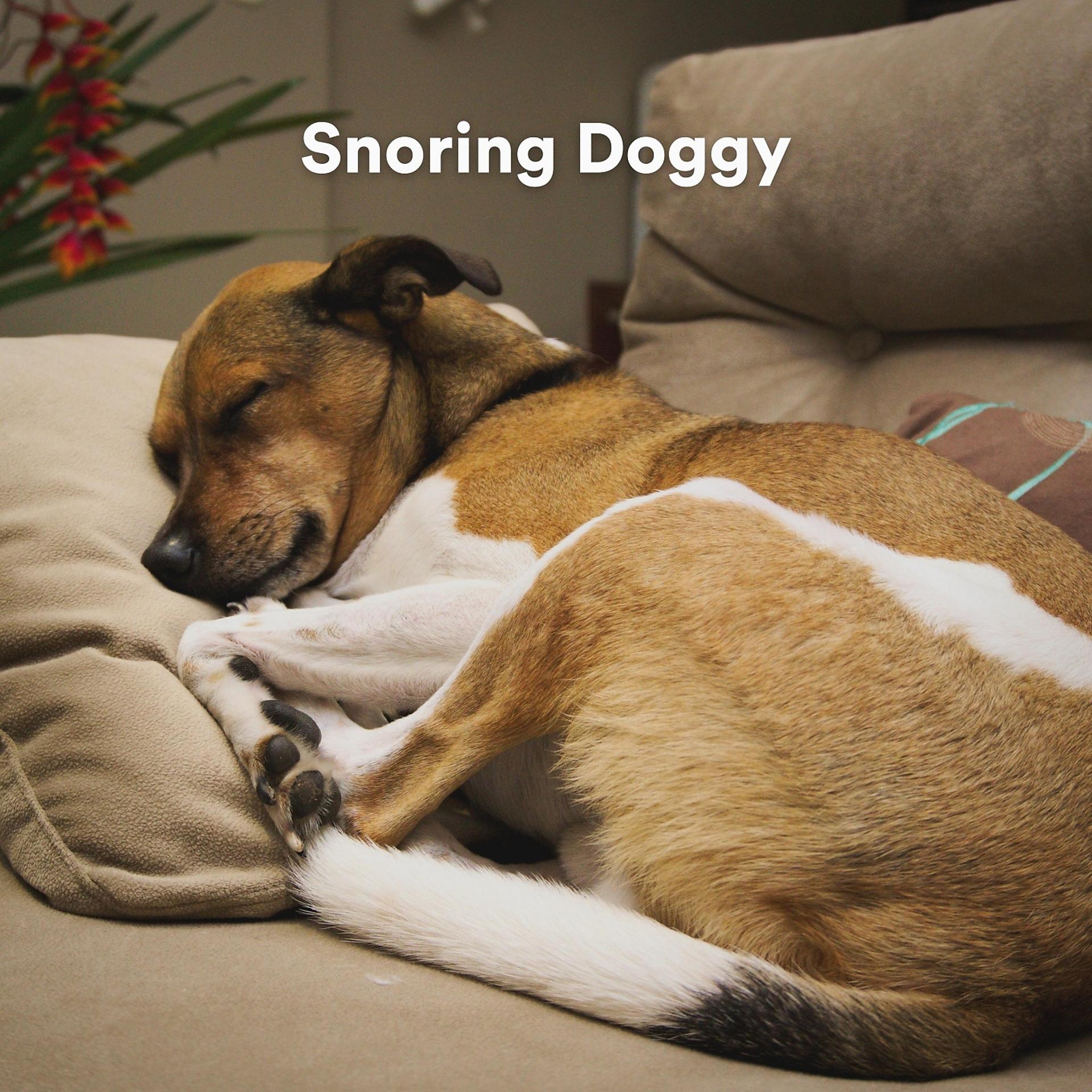 Постер альбома Snoring Doggy