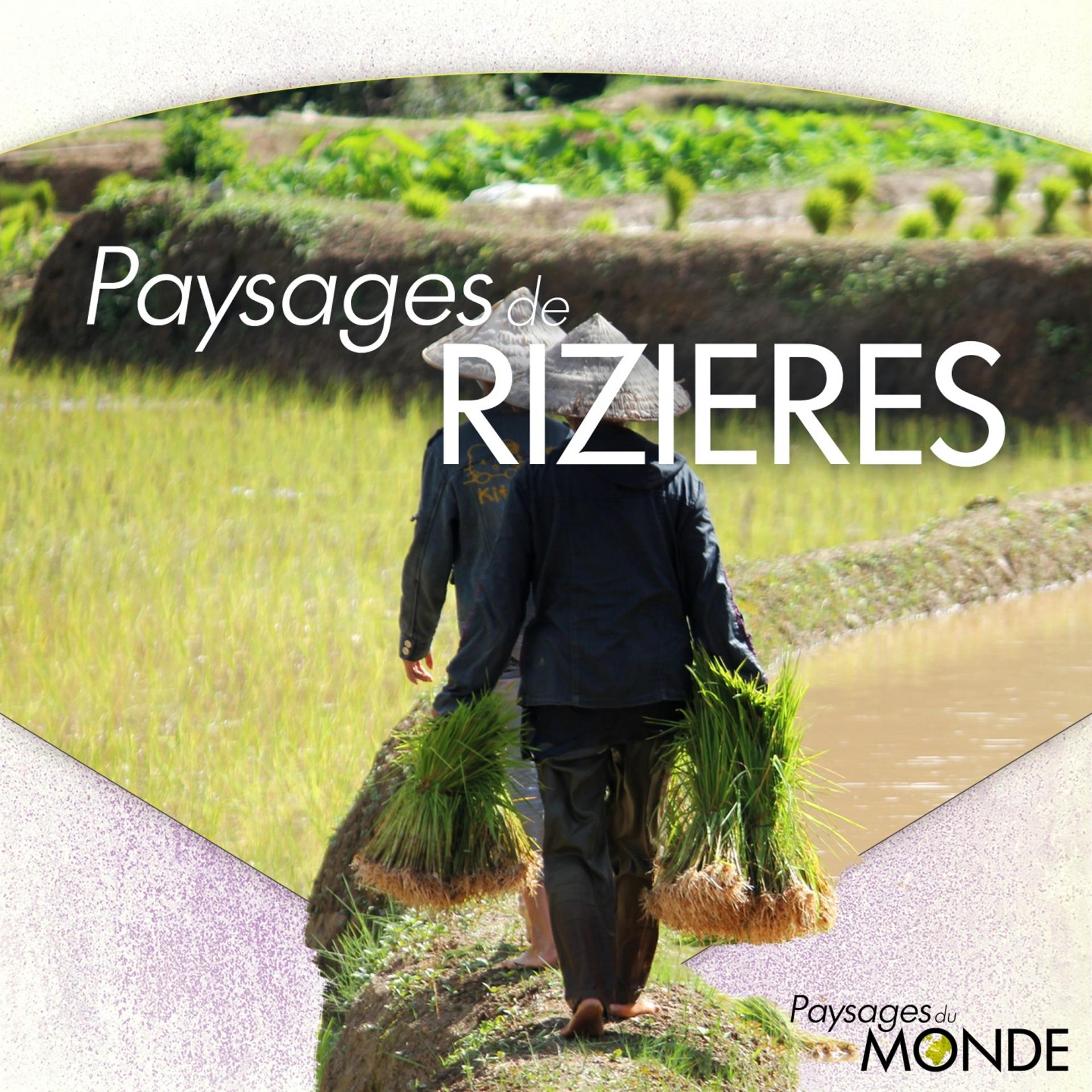 Постер альбома Paysages de rizières