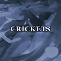 Постер альбома Crickets