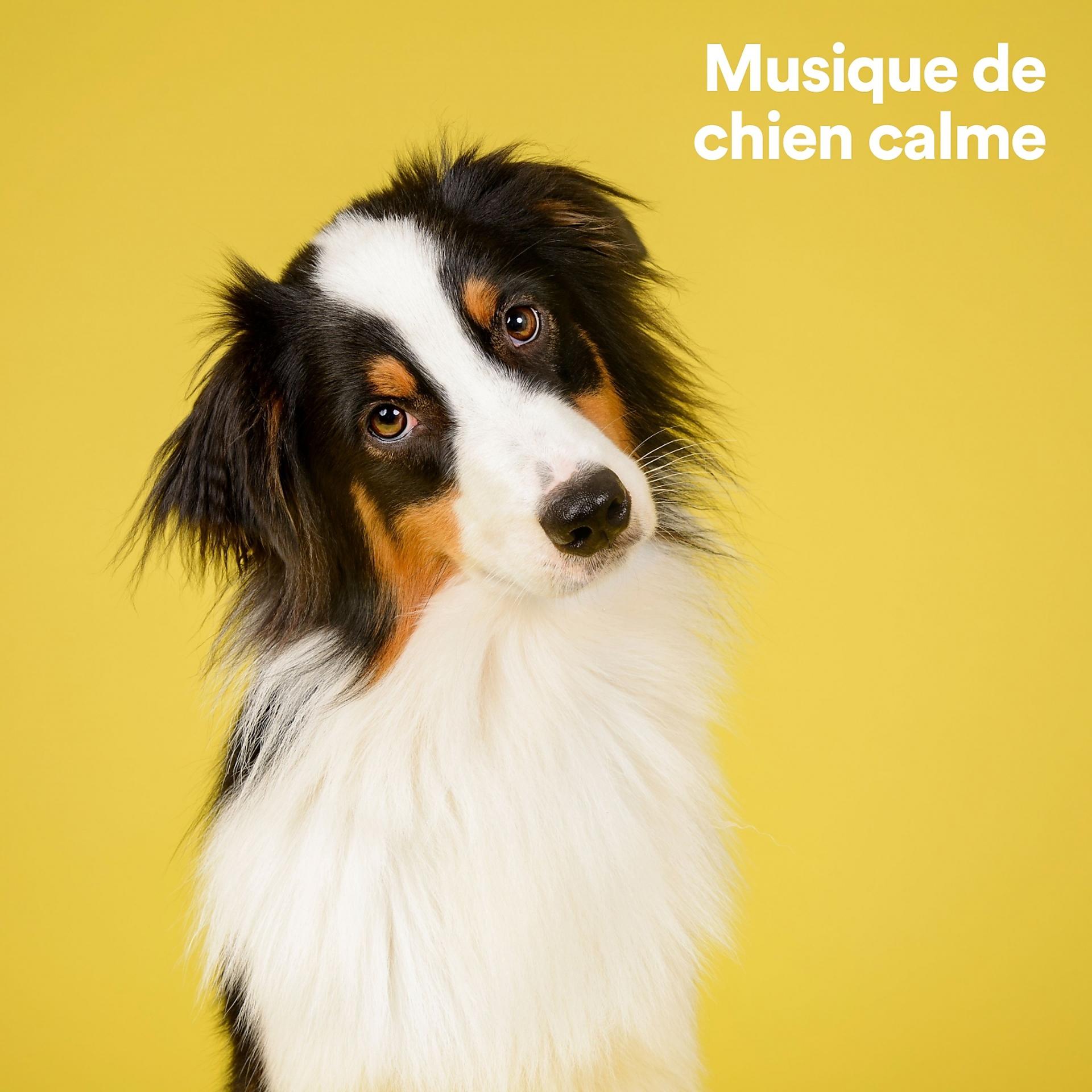 Постер альбома Musique de chien calme