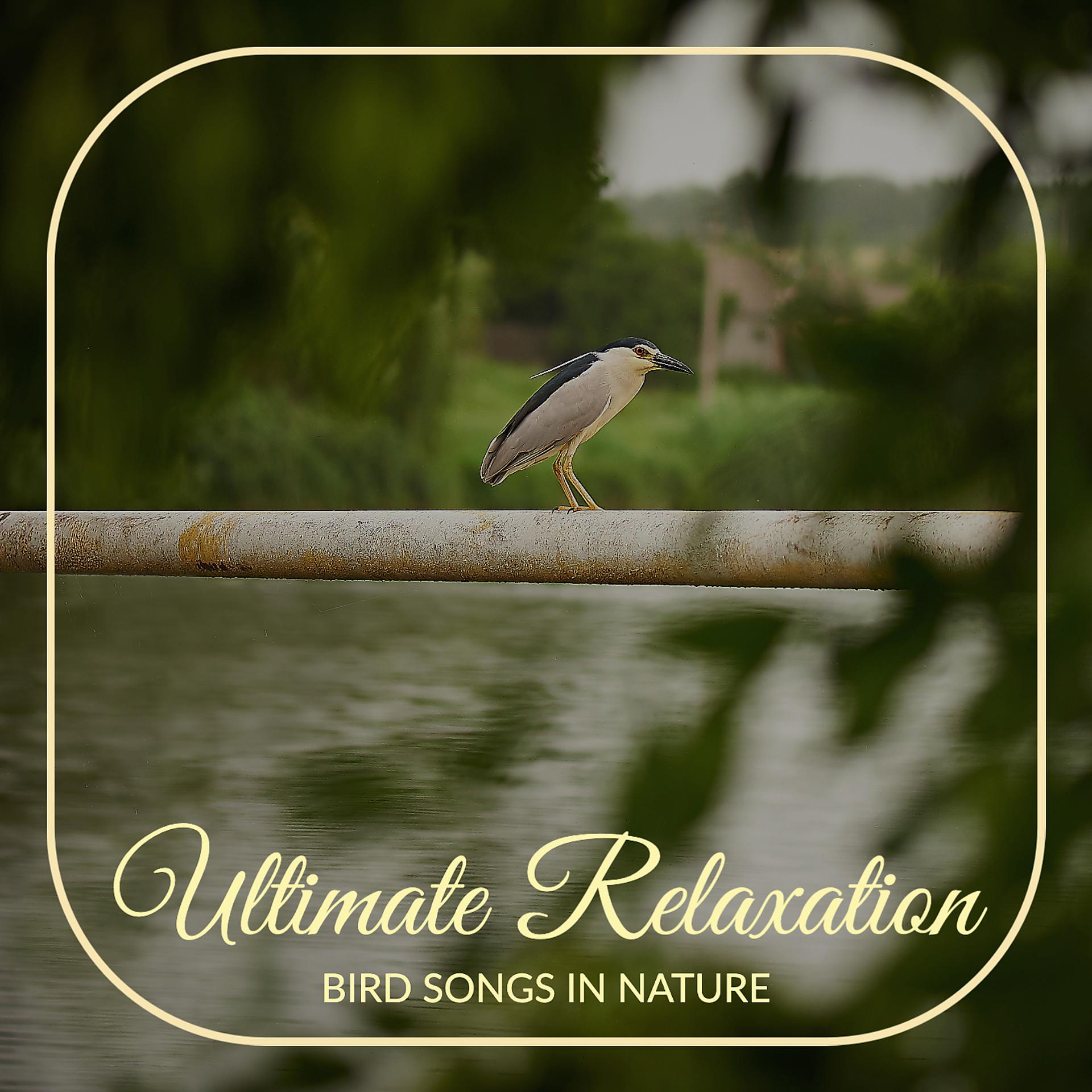 Постер альбома Bird Songs in Nature