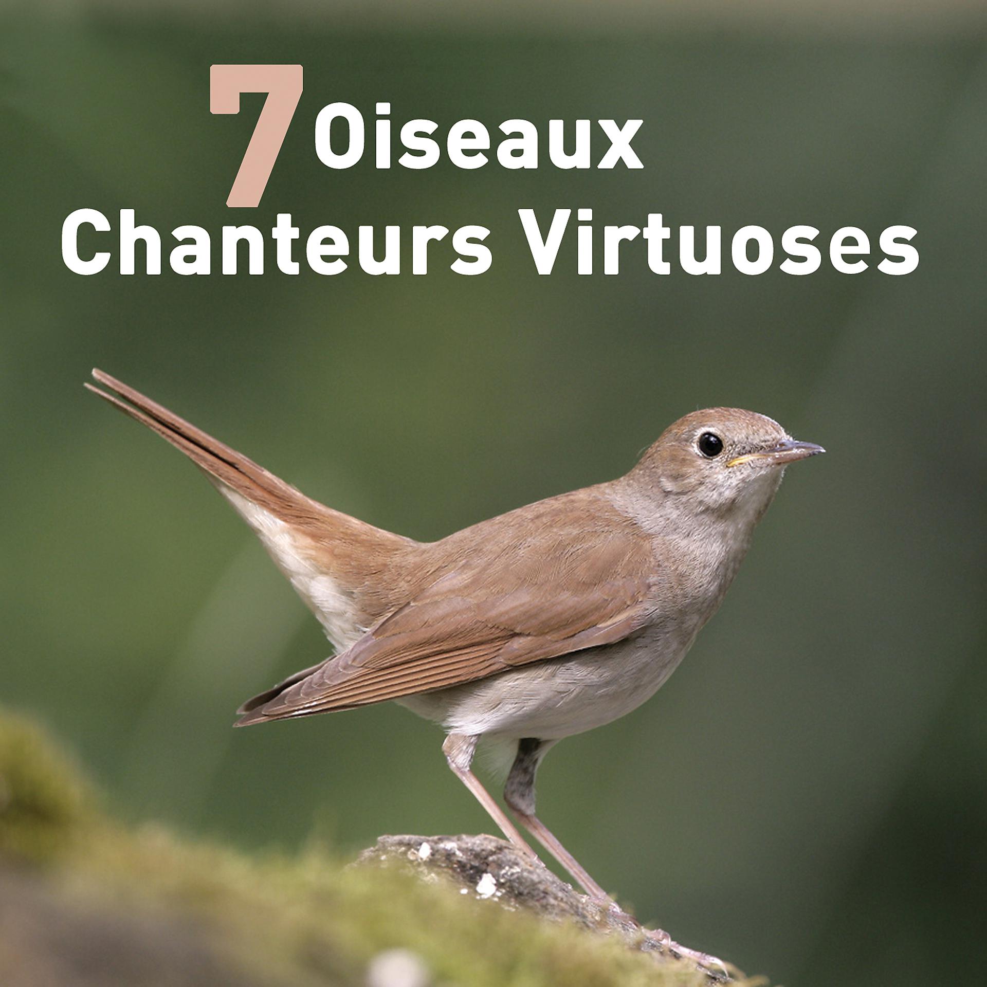 Постер альбома 7 Oiseaux Chanteurs Virtuoses