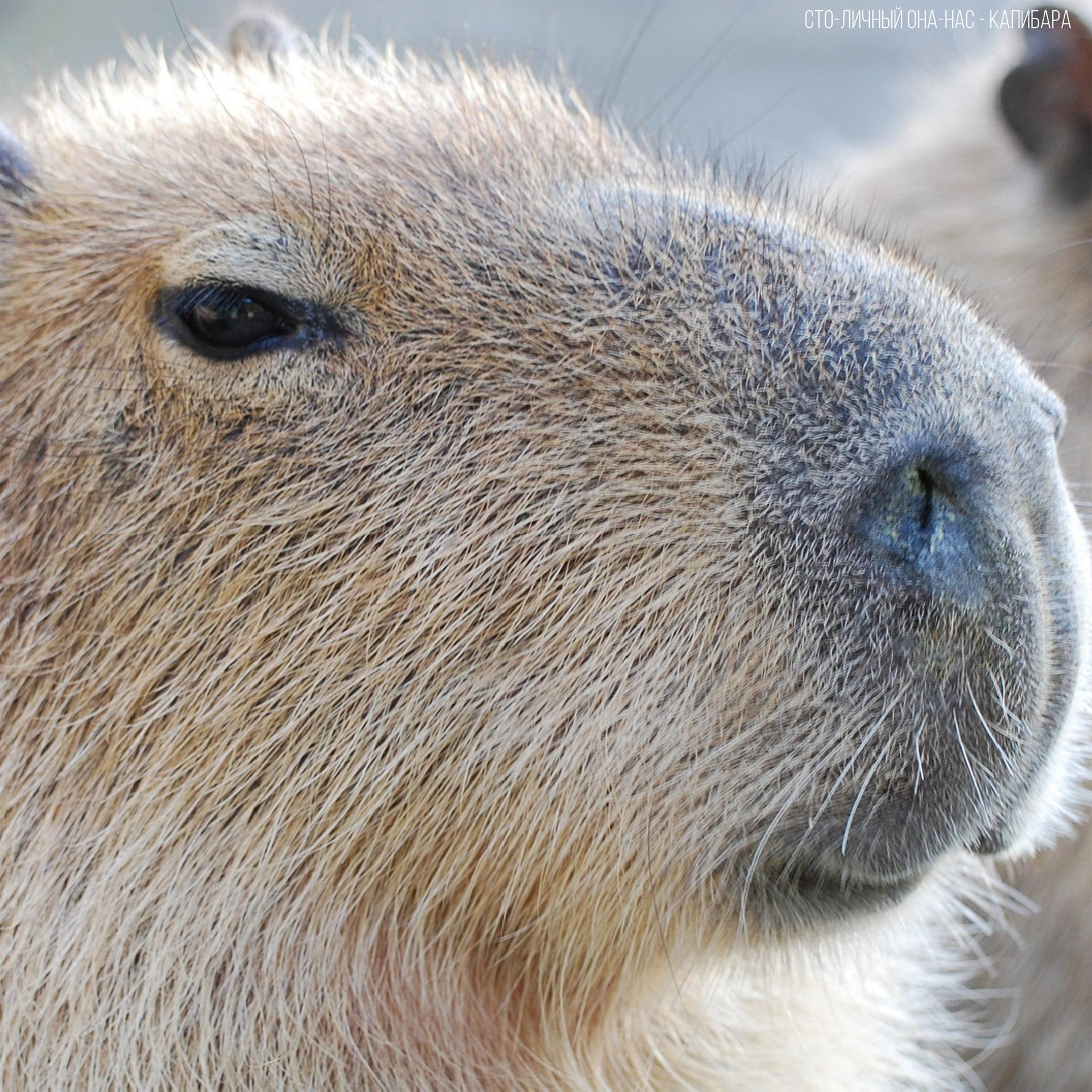 Постер альбома Capybara