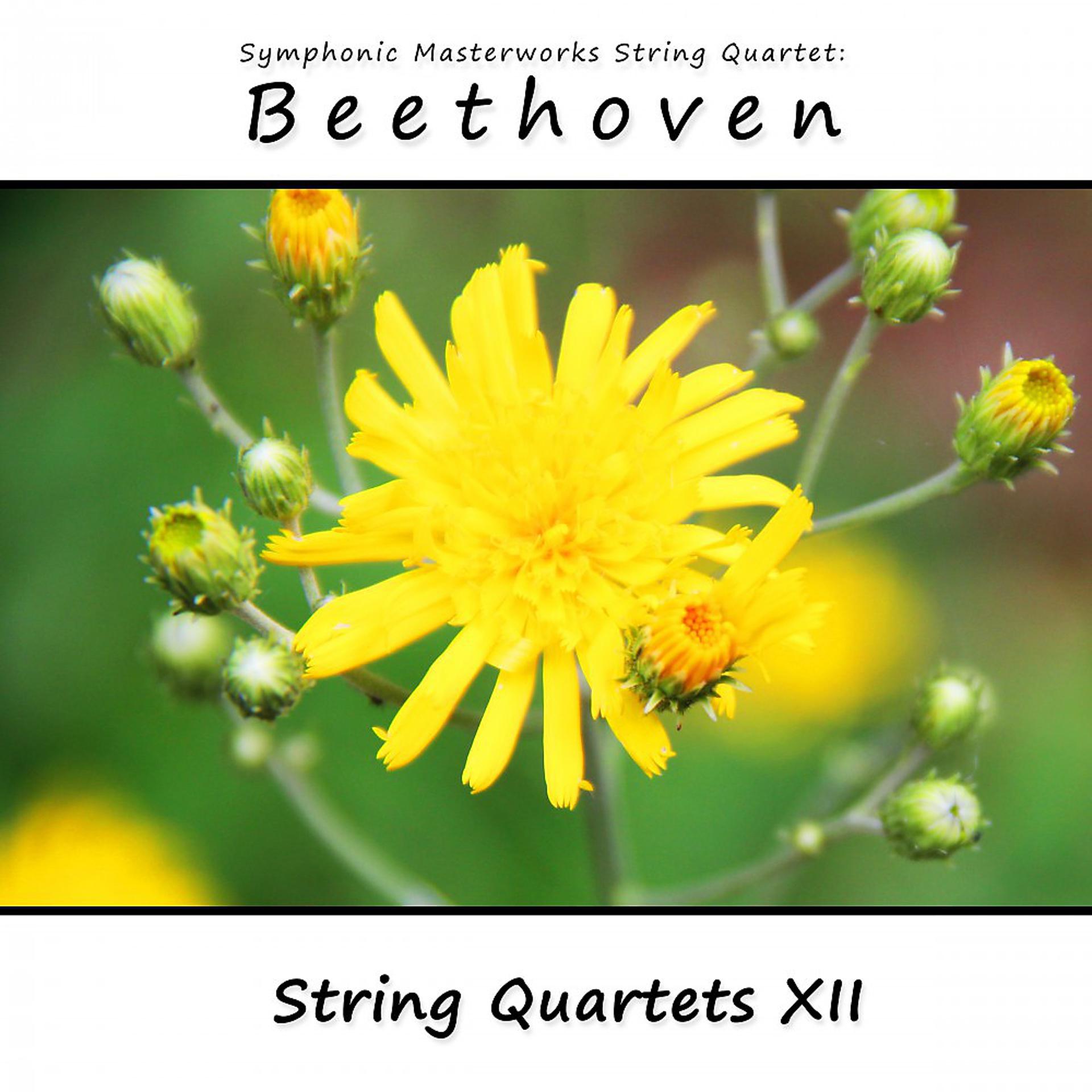 Постер альбома Beethoven: String Quartets, Vol. 12