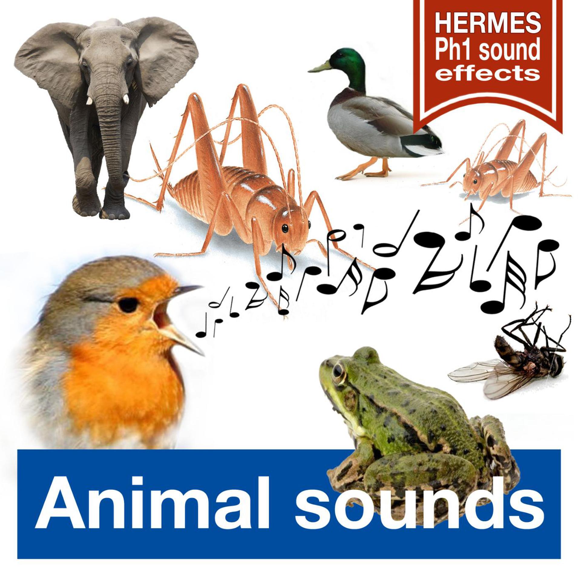 Постер альбома Animal Sounds (Long Versions)