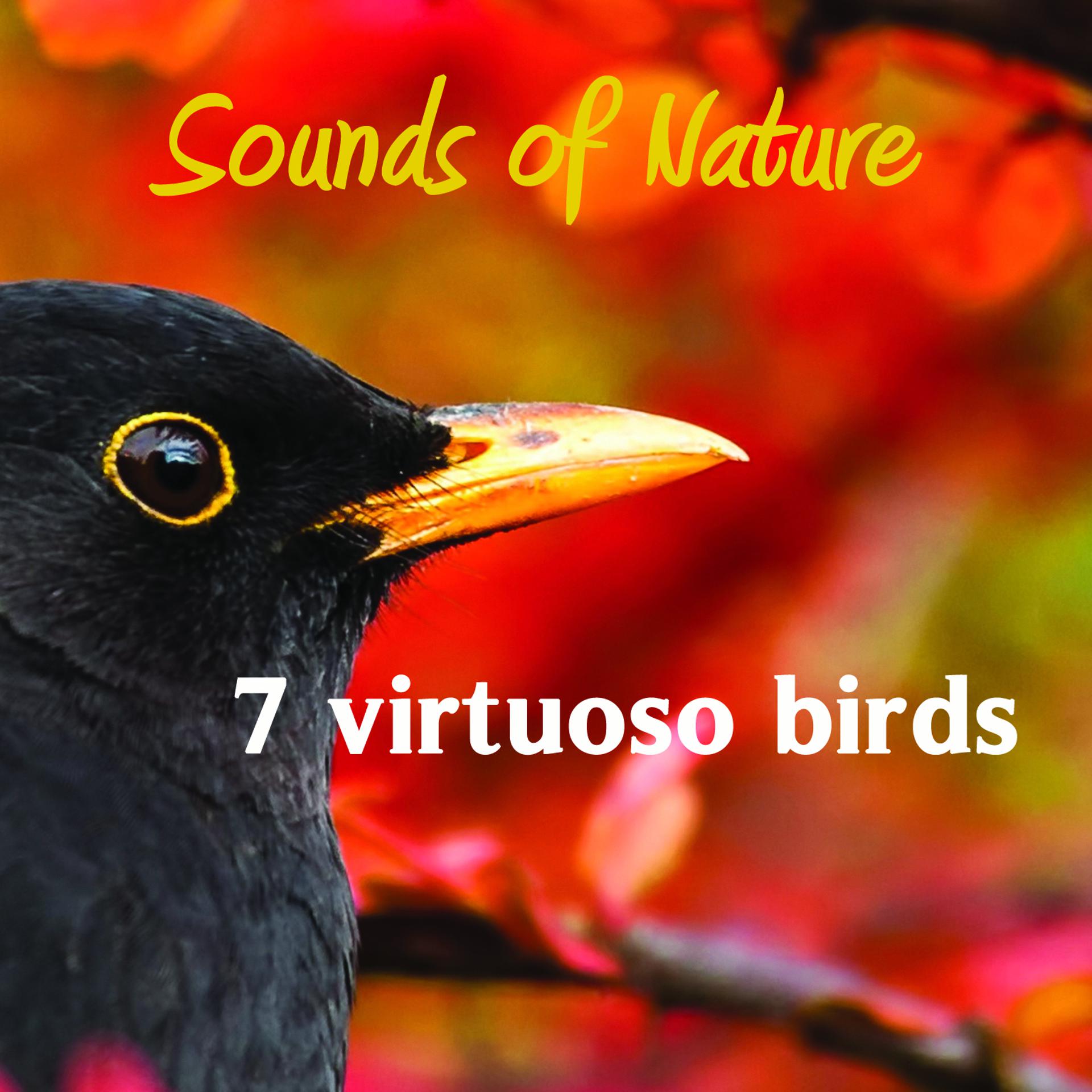 Постер альбома 7 virtuoso birds