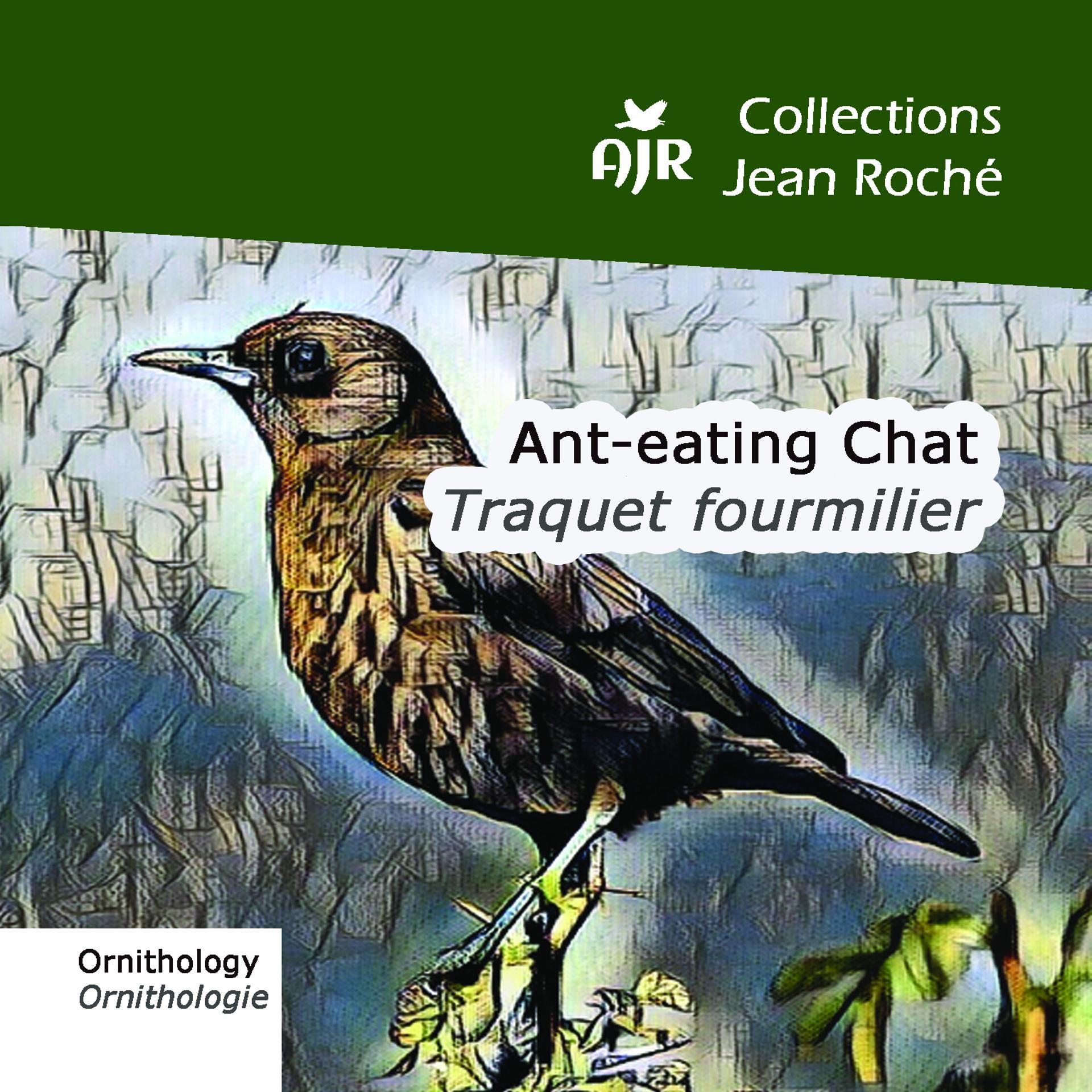 Постер альбома Ant-eating Chat-Traquet fourmilier-Myrmecocichla formicivora