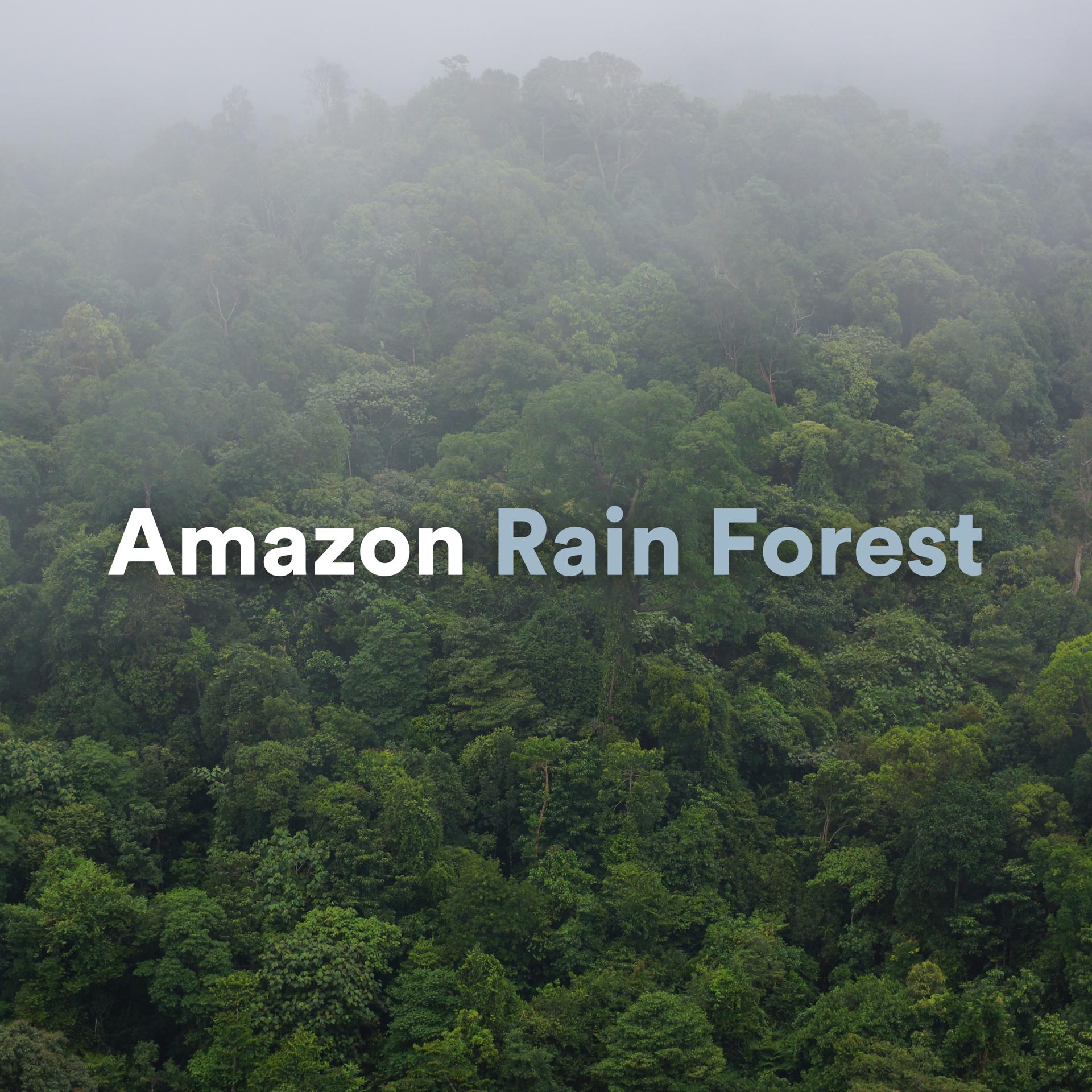 Постер альбома Amazon Rain Forest