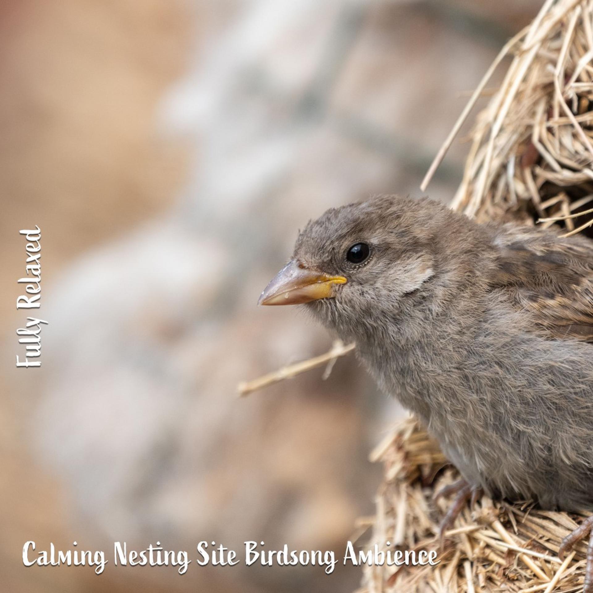 Постер альбома Fully Relaxed: Calming Nesting Site Birdsong Ambience