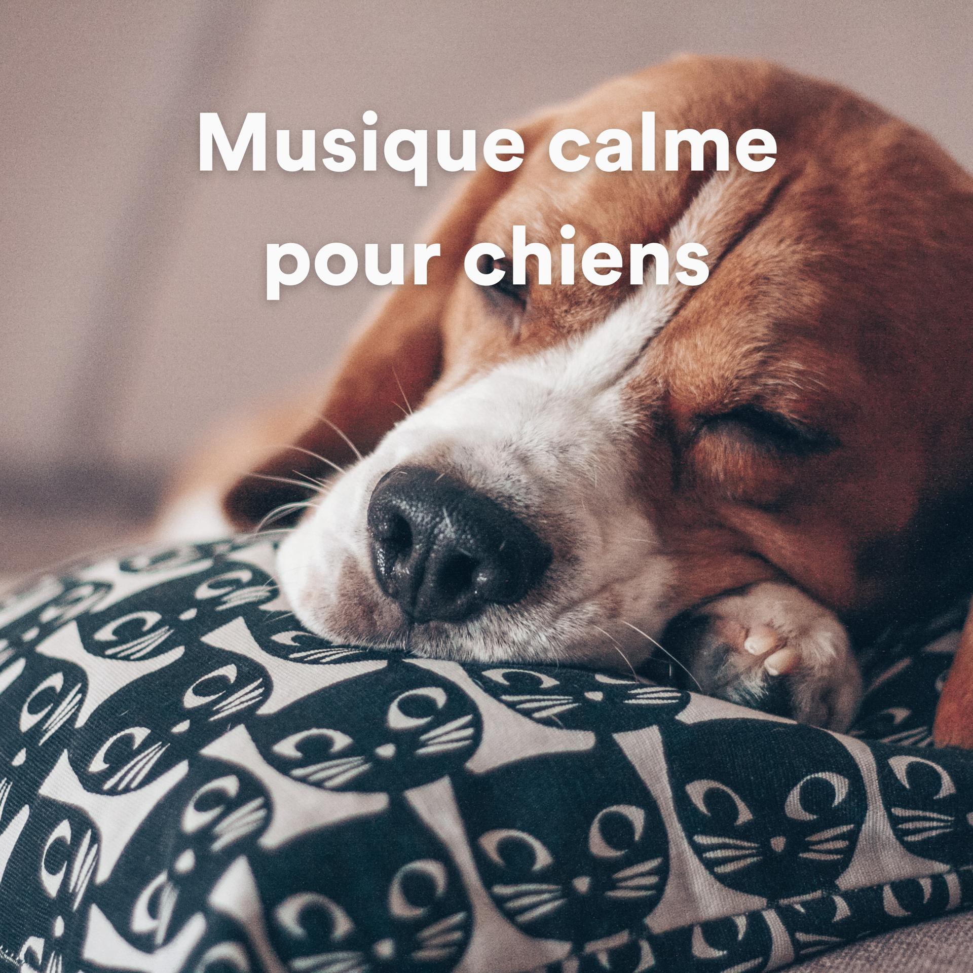 Постер альбома Musique calme pour chiens