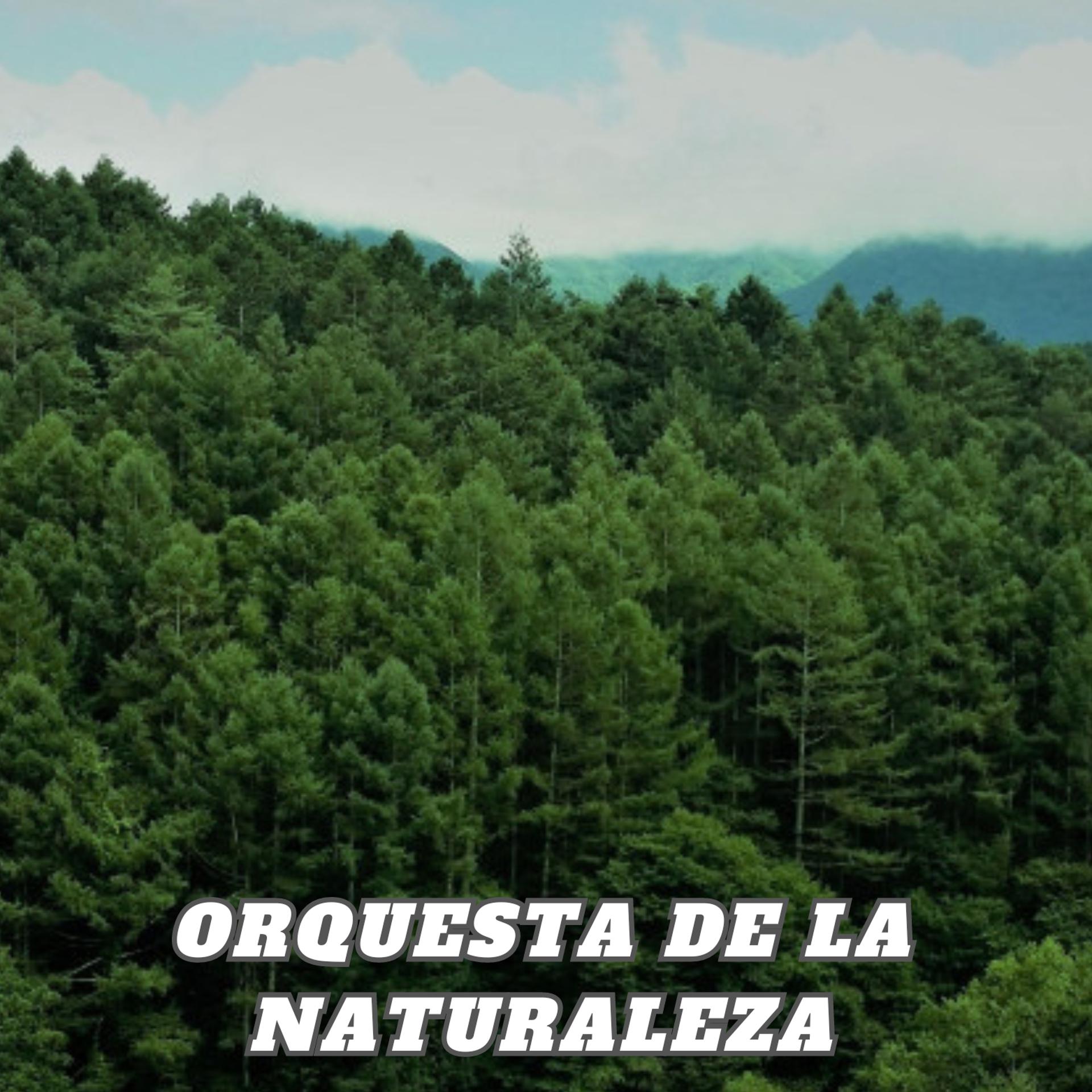 Постер альбома Orquesta de la Naturaleza