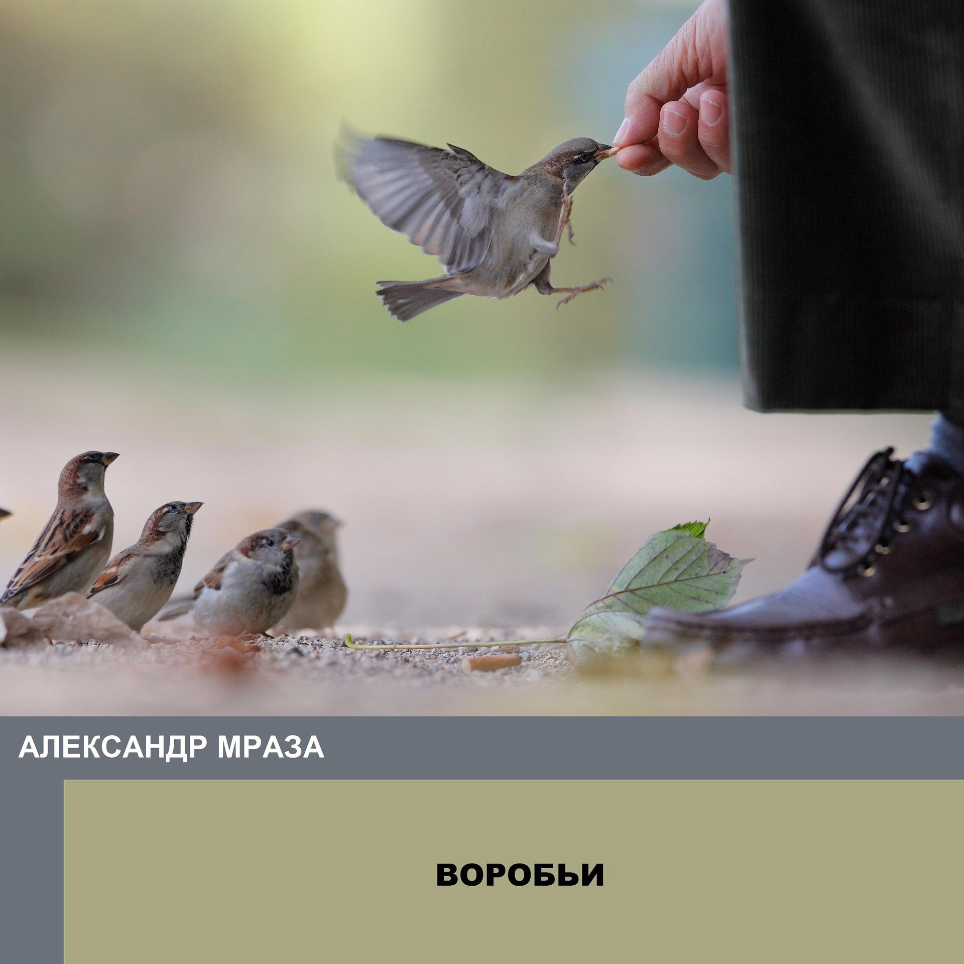Постер альбома Воробьи