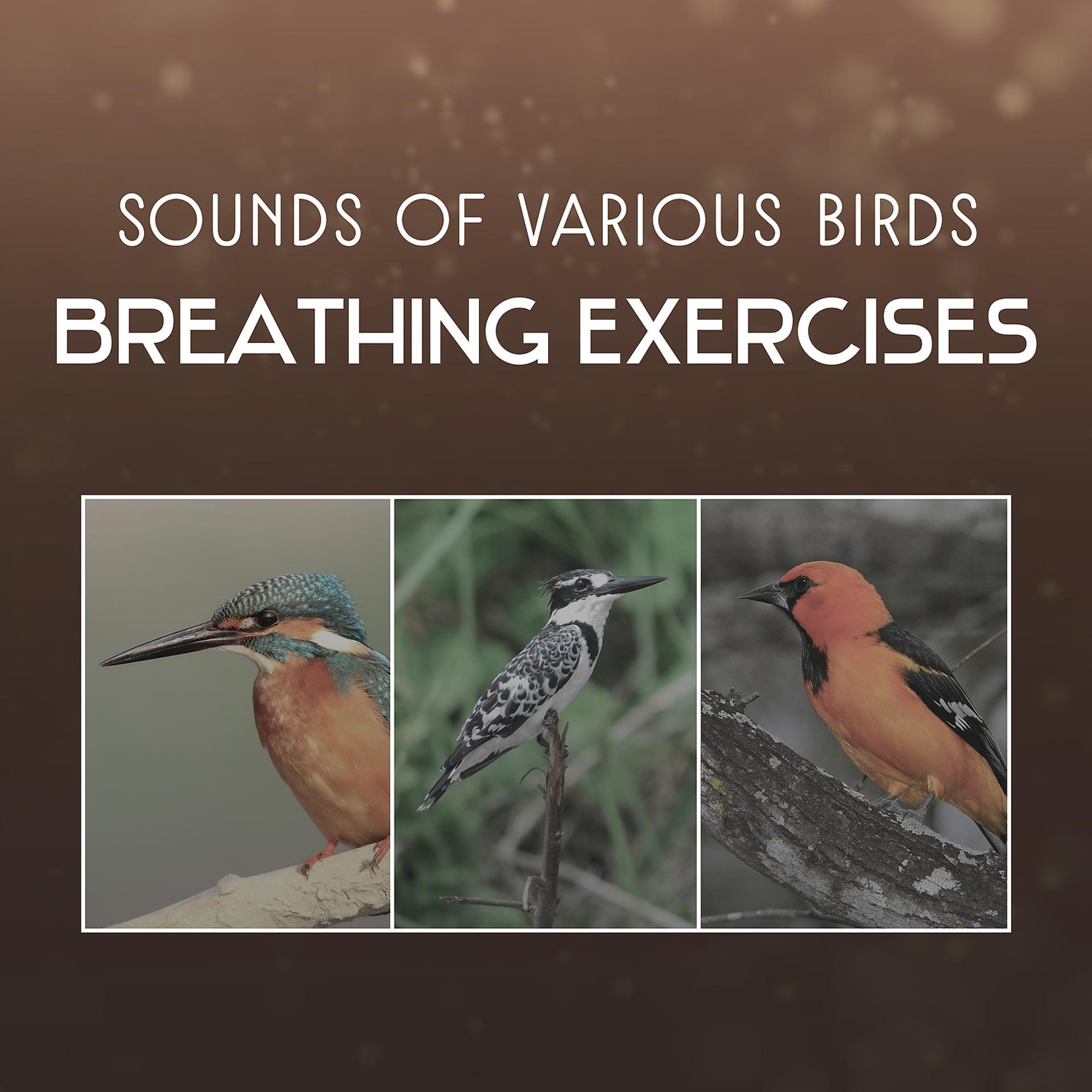 Постер альбома Sounds of Various Birds – Breathing Exercises, Meditation Classes, Anxiety Free, Yoga Mantras for the Soul, Self Healing, Nature Sounds Relaxation