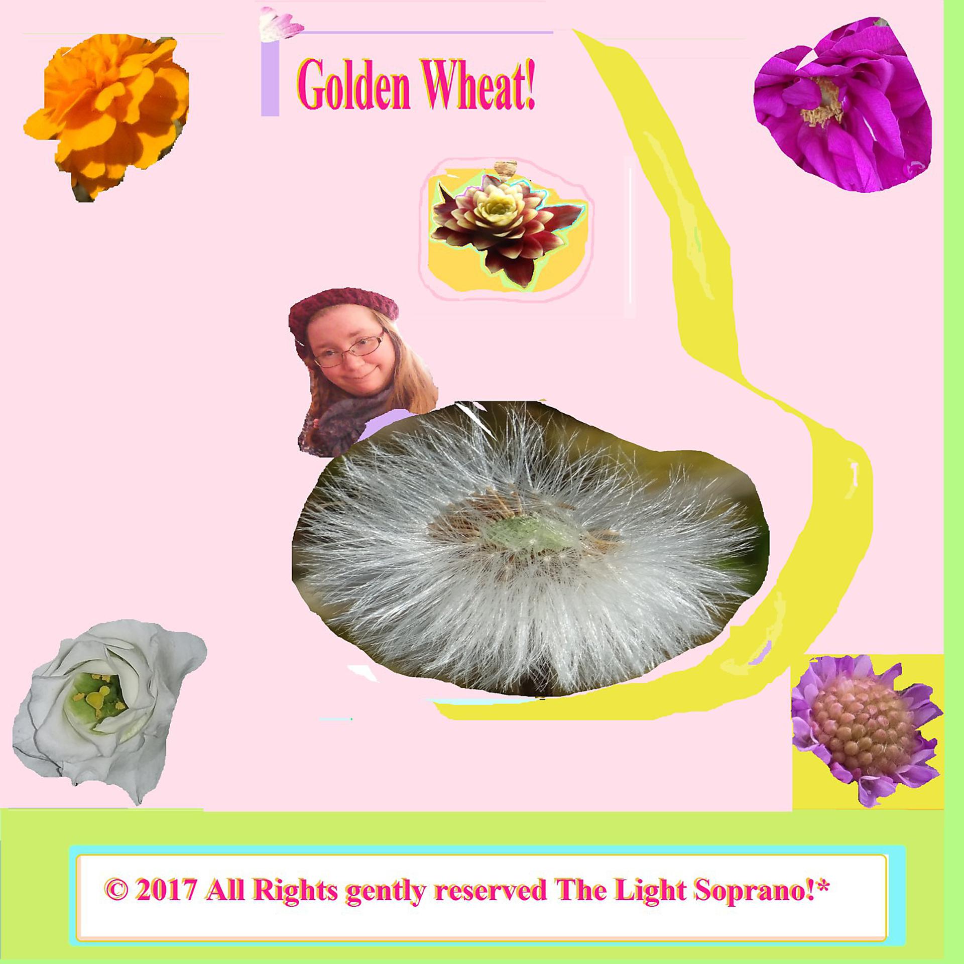 Постер альбома Golden Wheat!