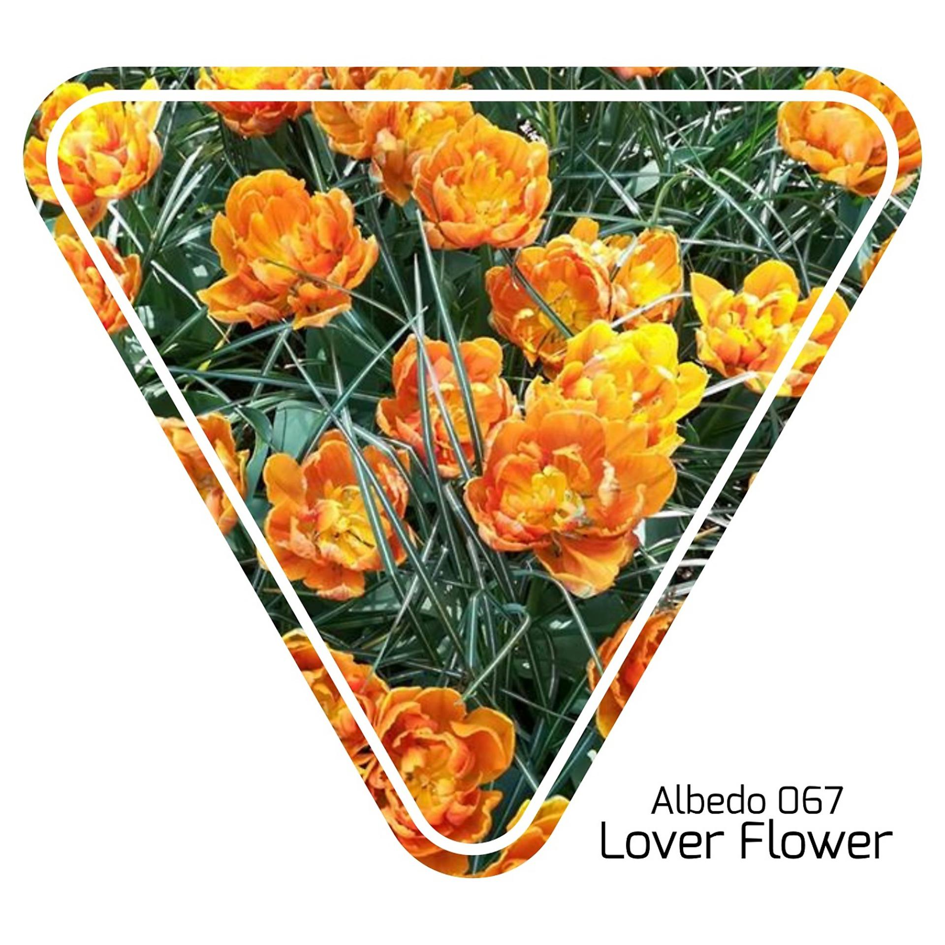 Постер альбома Lover Flower