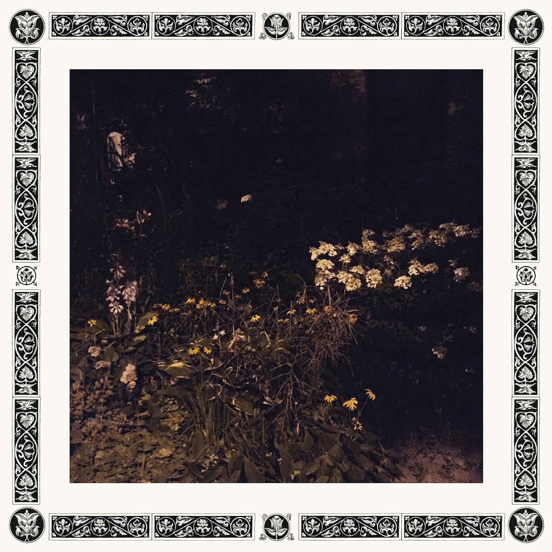Постер альбома Pale Bloom