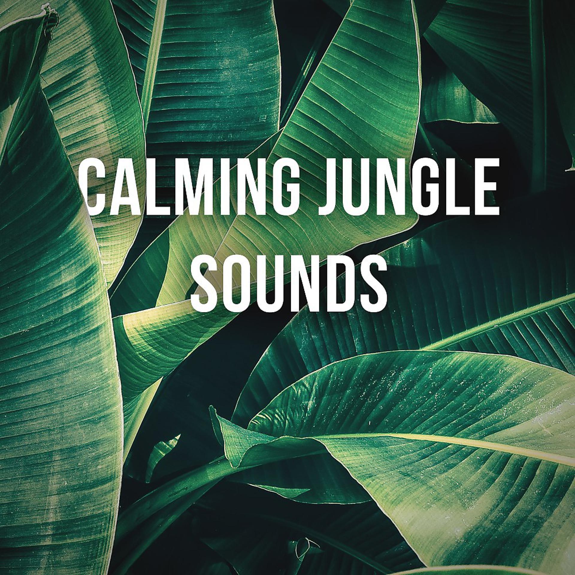 Постер альбома 1 Hour of Calming Jungle Sounds to Relief Stress