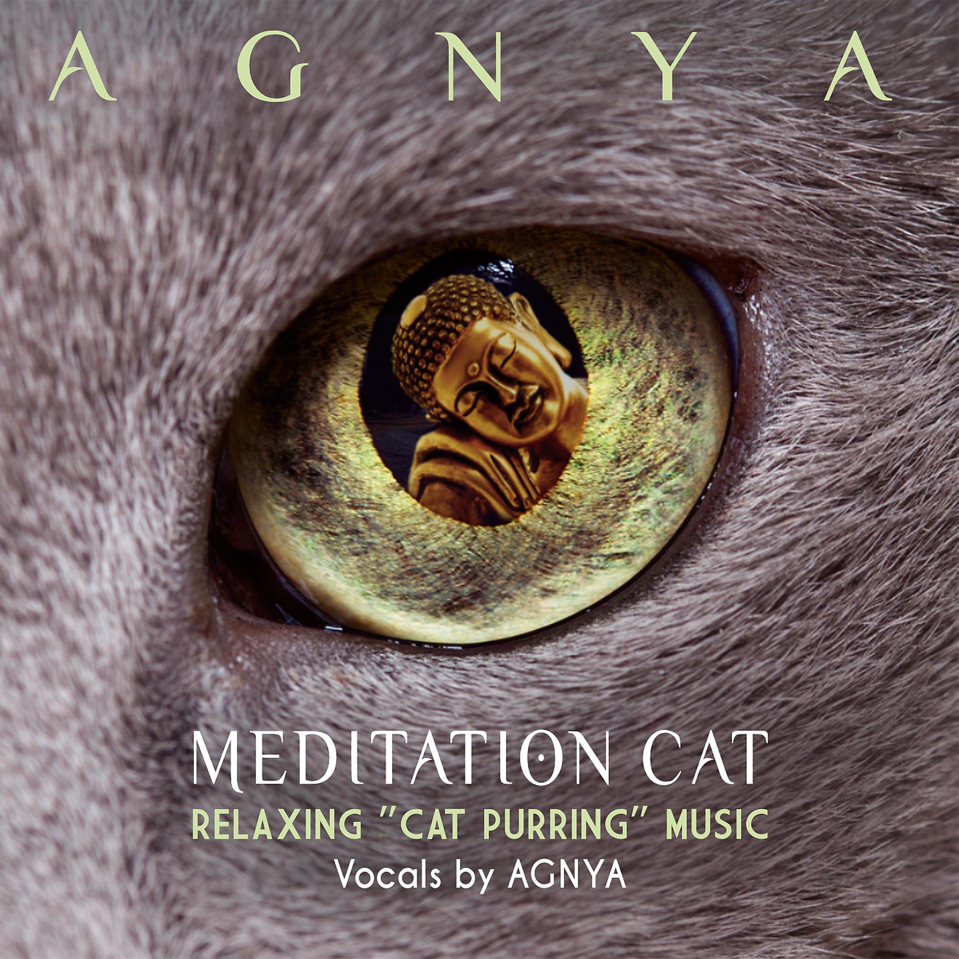 Постер альбома Meditation Cat
