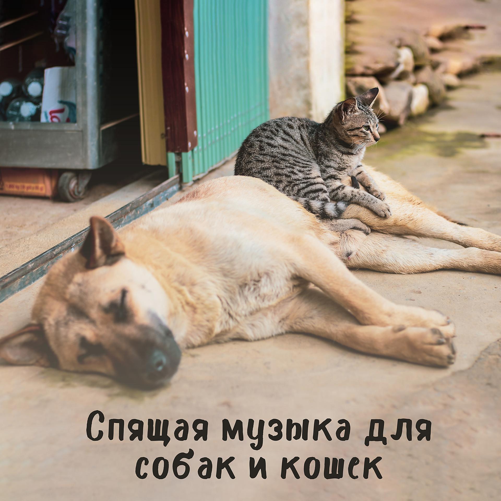 Постер альбома Спящая музыка для собак и кошек: Расслабьтесь, Терапия для домашних животных, Снятие стресса