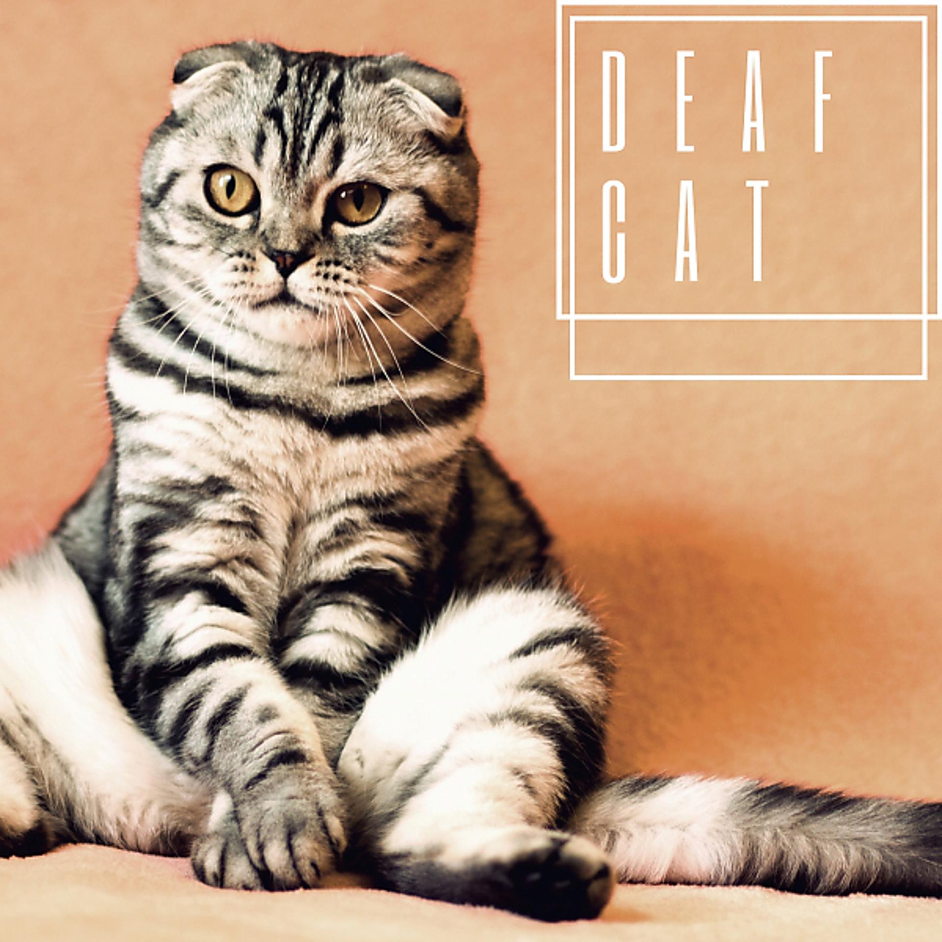 Постер альбома Deaf Cat